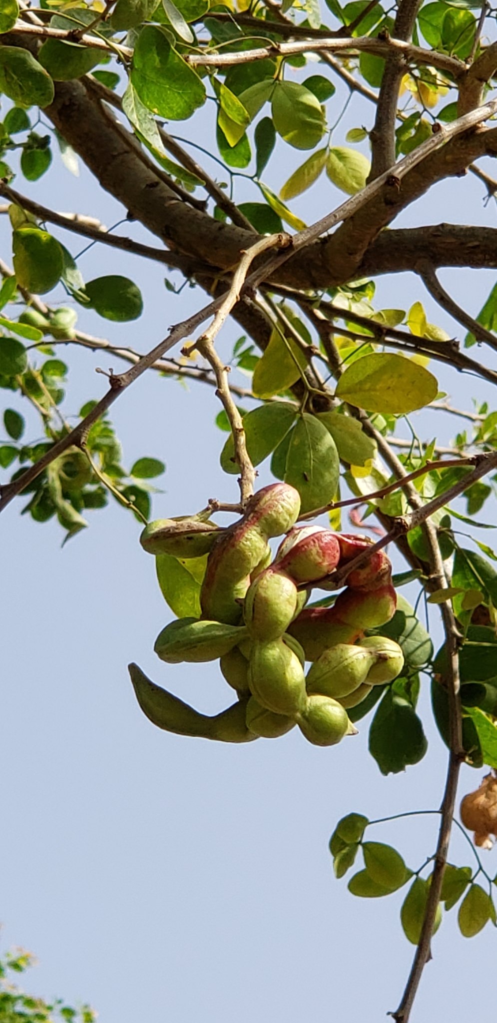 Pithecellobium dulce